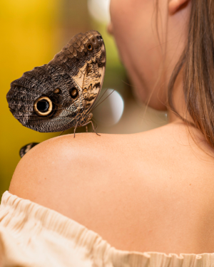 Borboleta no ombro de uma mulher
