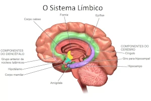 foto do sistema límbico