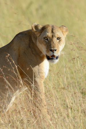 leoa na savana