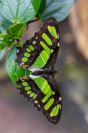 borboleta verde